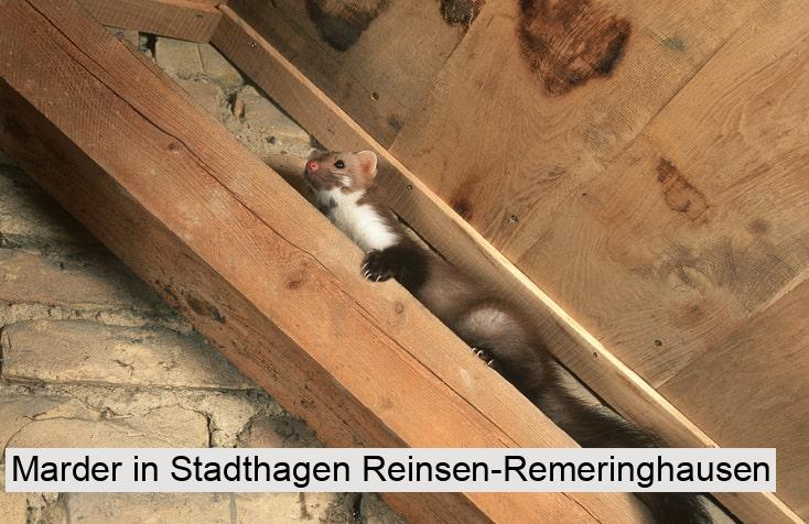 Marder in Stadthagen Reinsen-Remeringhausen